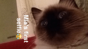 11652152_10154079273593298_814032613_n